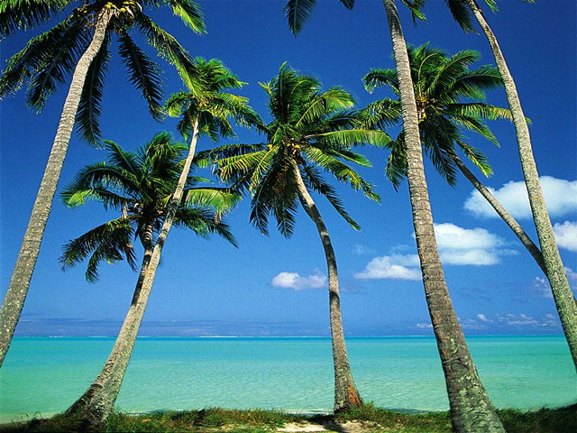palm trees pictures. Beautiful Palm Trees by the