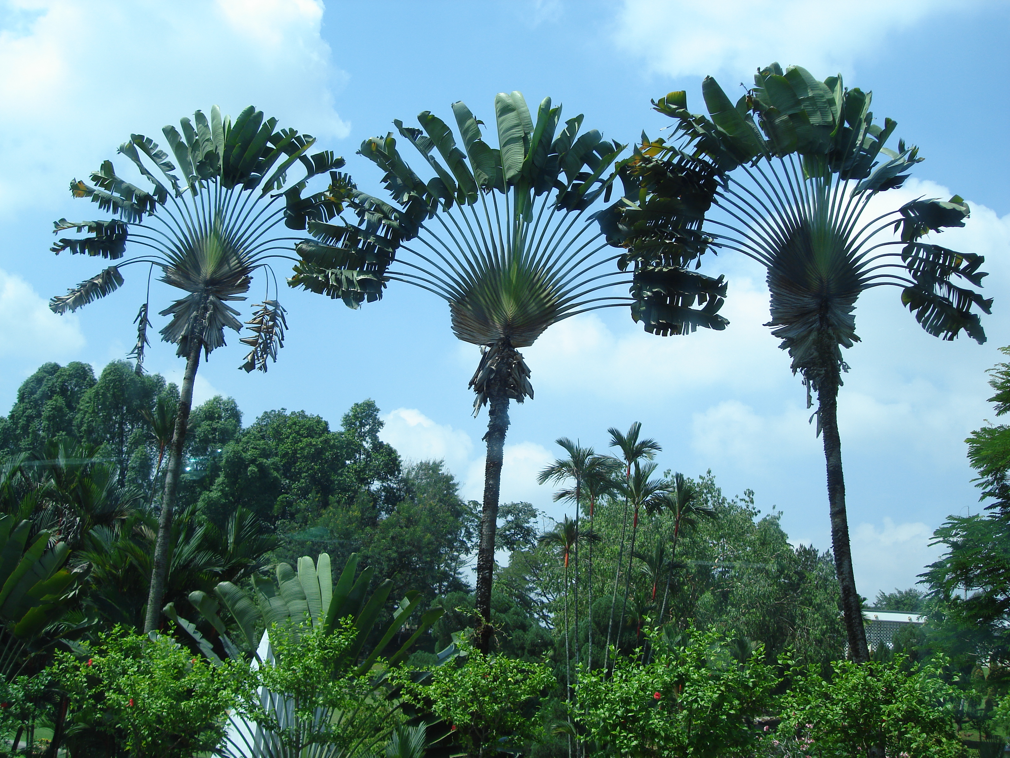 Why are Palm Trees Beautiful?  Aeshah Adlina’s Weblog